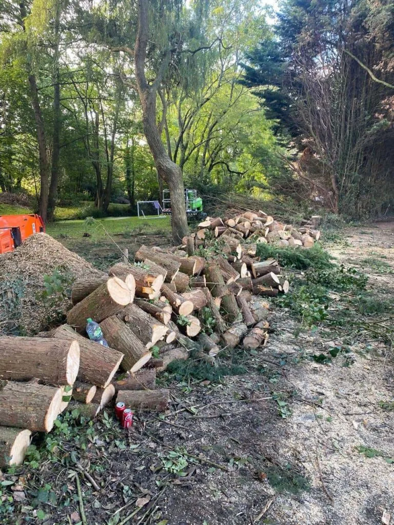 This is a photo of a wood area which is having multiple trees removed. The trees have been cut up into logs and are stacked in a row. Ruddington Tree Surgeons